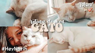 Rotina do meu gato 🐈 💕 // Hey Natih