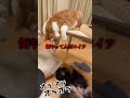 【ジョジョ】×【ポメラニアン】空条ワン太郎