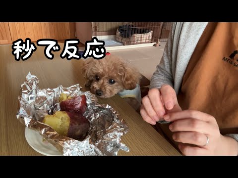 焼き芋の香りに気づいた瞬間のトイプードルがこちらです