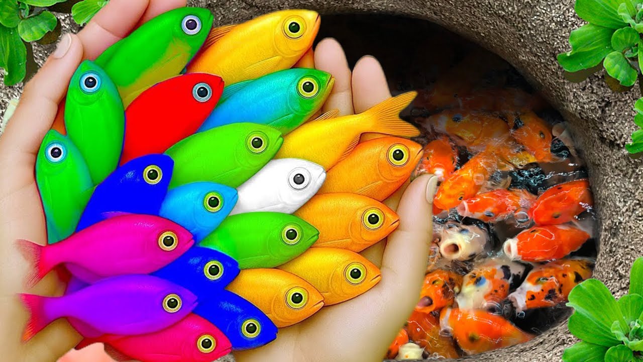 Catch beautiful aquarium fish in small pond baby turtles, eel, goby, pencil fish, guppies,nemo fish🐠