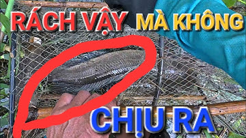 LŨ LẠI LỚN NƯỚC TRÀN NGẬP LÀNG QUÊ LỜ HÔM NAY DÍNH ĐƯỢC 9KG QUÁ ÊM