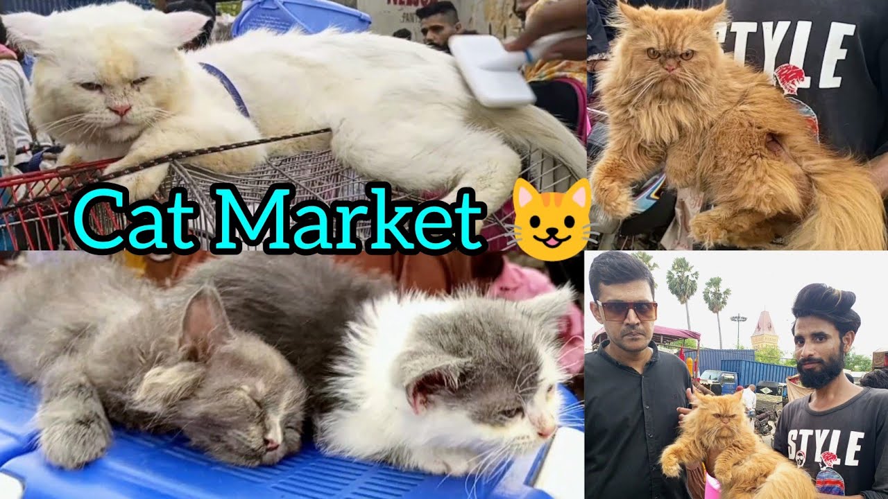 Cat Market in Karachi Pakistan 17923 babapetsinfo cat kitten YouTube
