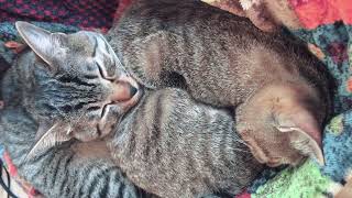 よく眠るキジトラ兄弟猫