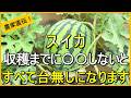 【スイカ栽培】収穫までの総仕上げ！やるべきお世話について解説【有機農家直伝！無農薬で育てる家庭菜園】　26/6/23