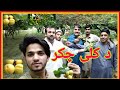 Apricot Garden Season Vlog With My Friends|Mashokhel Peshawar|