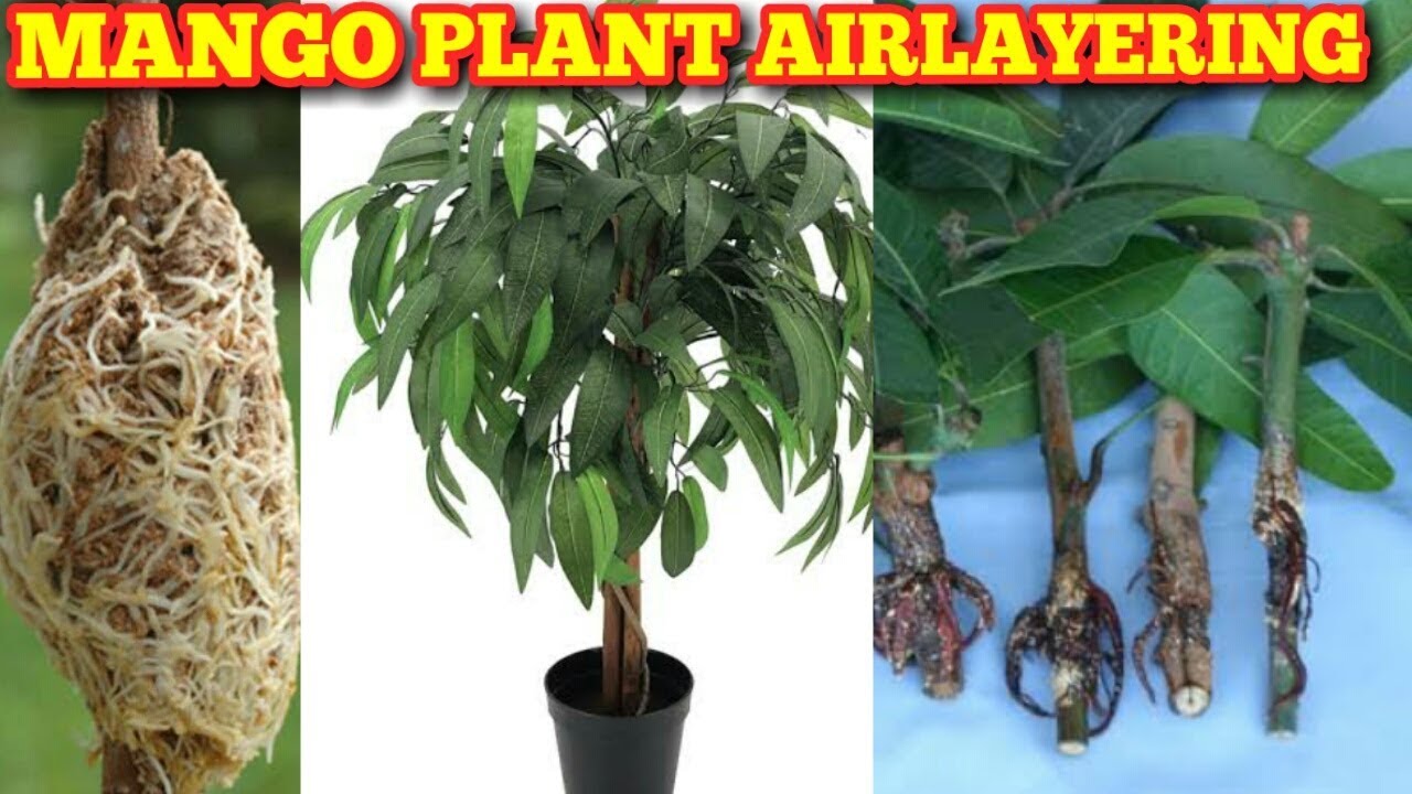 How To Air layer On Mango Plant