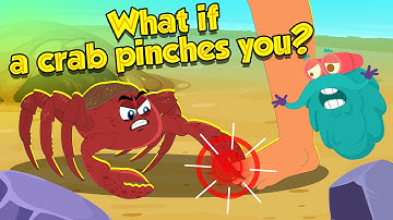 What Happens If a Crab Pinches You? 🦀 How Strong Is Crabs Claw? | How to Survive | Dr. Binocs Show