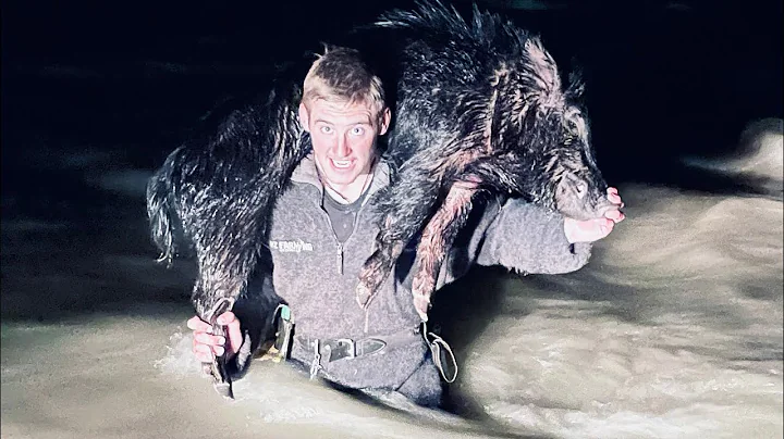 Wild boar #3 dogs # (Raging River￼) pig hunting New Zealand￼￼.