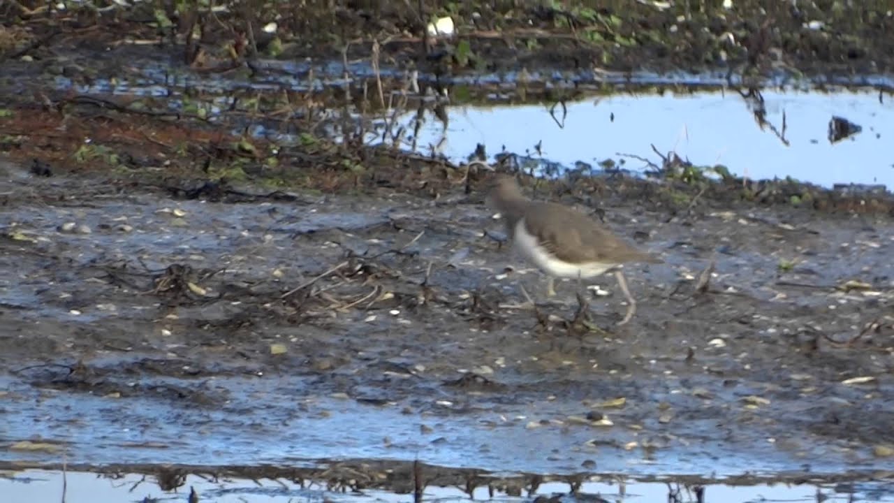 Spotted Sandpiper Amerikaanse oeverloper Wervershoof The Netherlands