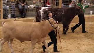 2020 Polk County Youth Fair  Market Steer Show (High Quality)