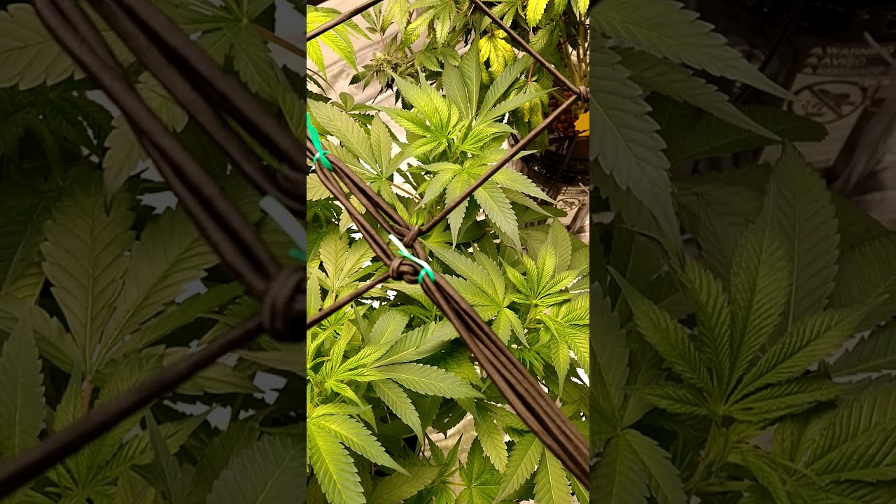 Quick Garden Update Purple Punch, Lemon Tree, and Candyland 