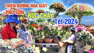 RỰC CHÁY LÀNG HOA GIẤY PHÚ SƠN TẾT 2024  THIÊN ĐƯỜNG HOA LỚN NHẤT CHỢ LÁCH BẾN TRE CHÀO XUÂN