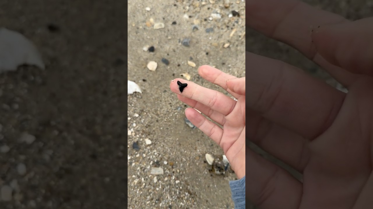 Lil&rsquo; foggy morning hunt! Water clarity was nice today. #beaufort #sharkteeth #lowcountry
