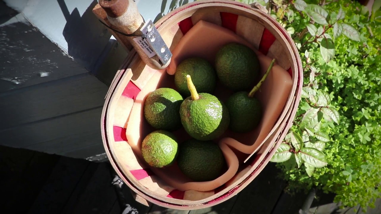 Avocado Tree Picker Tool This year's Harvest YouTube
