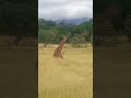 Half a giraffe