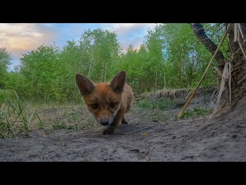 Baby foxes playing with GOPRO