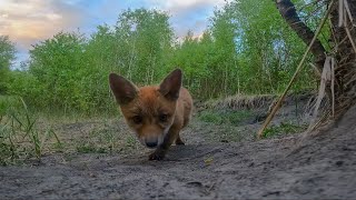 Baby foxes playing with GOPRO