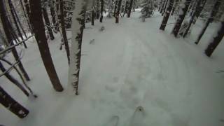 Some Vail trees