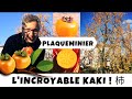 Le kaki plaqueminier  un arbre fruitier hyper productif sans aucun traitement 