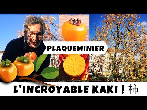 Le kaki plaqueminier