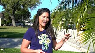 How to Prune a Palm Tree using the 9-3 Rule