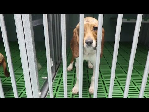 Indignación y condena unánimes tras un vídeo de maltrato animal en un laboratorio de Madrid
