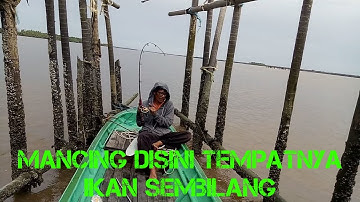 Mancing Ikan Sembilang, Strike Bertubi-tubi