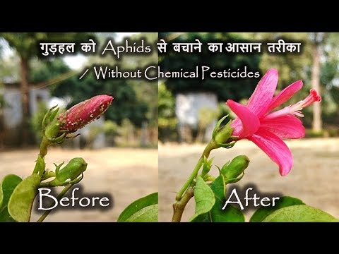 How to control Aphids on Hibiscus | अड़हुल को कीड़ों से कैसे बचाएँ