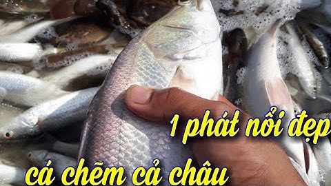 Kích cá nước mặn lợ. Bắt nguyên ổ cá vược ,cá siêu nổi  lh 0989897780