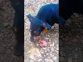firulay #shorts #funny
