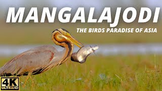 Exploring  Mangalajodi Bird Sanctuary, the Birds Paradise of Asia | Wildlife Photography in India