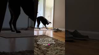 when miss billy did this, i broke into tears 😭🩷 #missbilly #billythepitty #souldog #griefofadog