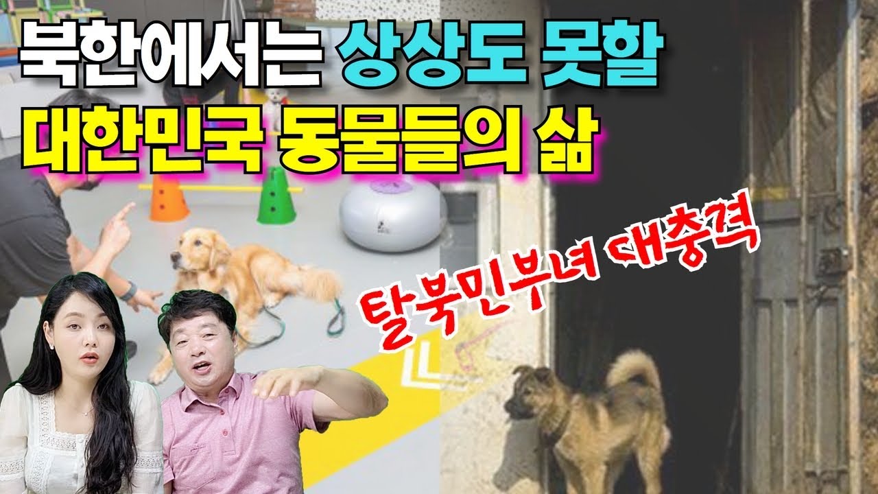 개가 출산하고 삼계탕을 먹는 대한민국