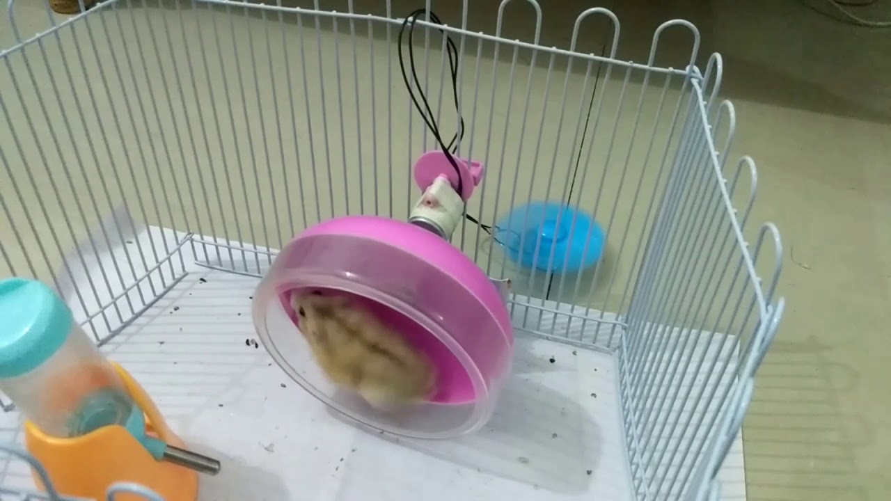 My hamsters can generate electricity YouTube