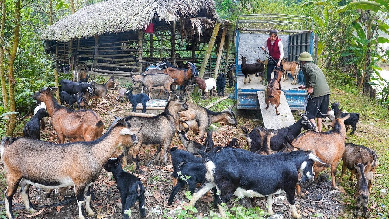 山羊买卖记 深山抓羊下山卖！村民疯抢...赚翻了 #农村生活 #乡村建造 #农家美食 #农场日常 #乡村致富