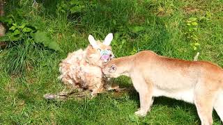 Un lapin dans l'habitat des cougars