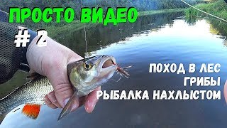 Ловля голавля. Нахлыст. Летние грибы. Прогулка в лес. Ловля голавля. Нахлыст. Летние грибы. Прогулка в лес.