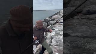 Tautog Fishing from shore in RI #pesca #fishingshorts #tautog #fishing #rhodeisland #shorts