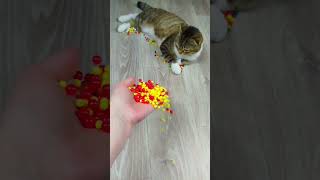 Cat Barsik Beads 🌈📿 Reverse video❤