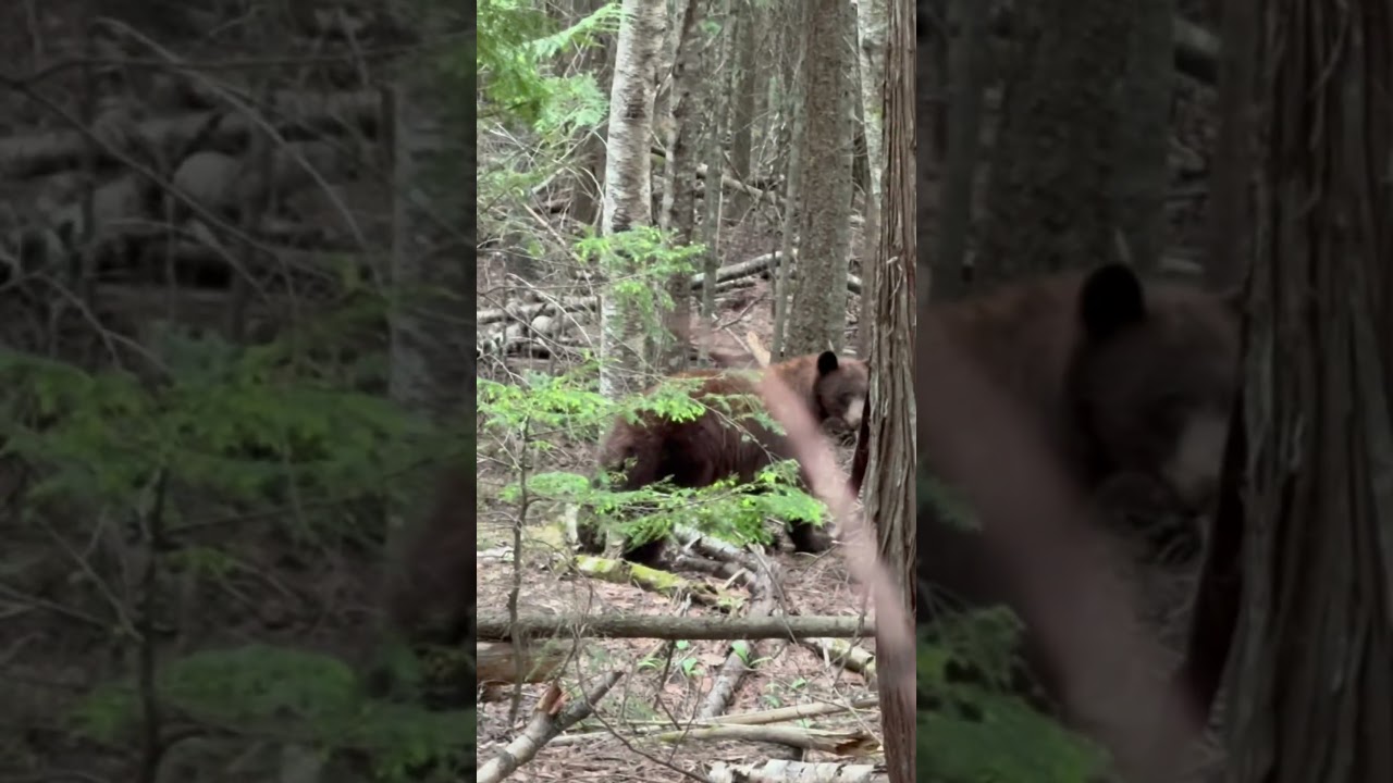 Black bear kill shot #pnw #wildlife #americanbear #subscribe #hunting #bearhunting #shorts #content