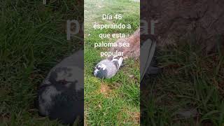 PALOMA 46