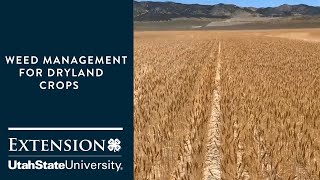 How to Manage Weeds in Dryland Agriculture