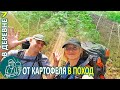 🏡 Замульчировали-развалили картофель и отправились в поход ⛺ Жизнь Гордеевых в деревне - Влог 7