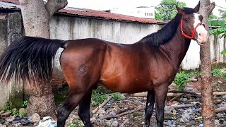 KUDA SUMBA JUMBO SEGINI HARGANYA | BISNIS JUAL BELI KUDA