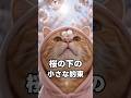君が待ってるから、頑張れる😊 #cat #子ネコ #猫動画 #pets #cute #猫のいる暮らし #猫好きさんと繋がりたい #猫のいる生活 #可愛い猫