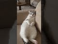 Cat Melts Into Couch in the Most Dramatic Way 😂 #funnycats #catsofyoutube #shorts