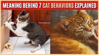 The Meaning Behind 7 Cat Behaviors Explained | 7 cat behaviors and their hidden meanings