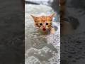 A story about someone who sacrificed themselves to save a kitten being swept away in the river