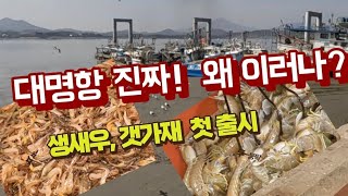 대명항 어시장 접근하기 무섭네요. /생새우, 갯가재 금년 첫 출시