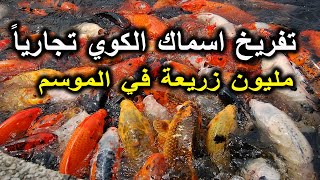 تفريخ اسماك الكوي تجاريا